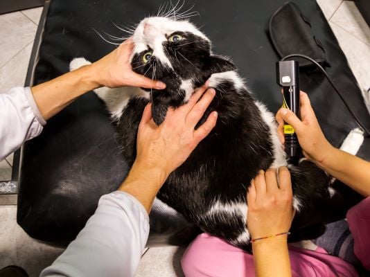 Arthrose chez le chat : soins vétérinaires et laser