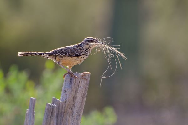 Nidification : Comment aider les Oiseaux à faire leur nid ?