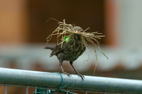 Le temps de la construction du nid et de la reproduction de l’oiseau