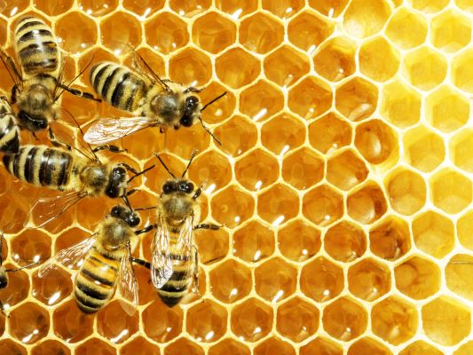 DIY Coussinet Chien : la cire d'abeille