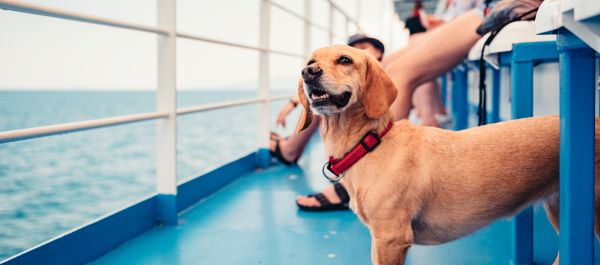 Voyager avec son chien en bateau : conseils d'experts
