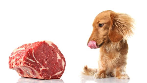 Bien nourrir son chien carnivore qui aime la viande et se lèche les babines