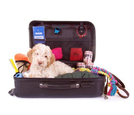 DIY Sac de voyage pour chien : 11 accessoires importants
