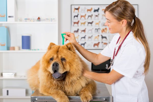 Leishmaniose du chien : Causes, Symptômes et Traitement