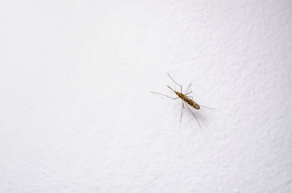 Moustique phlébotome sur un mur blanc qui ressemble à un moucheron