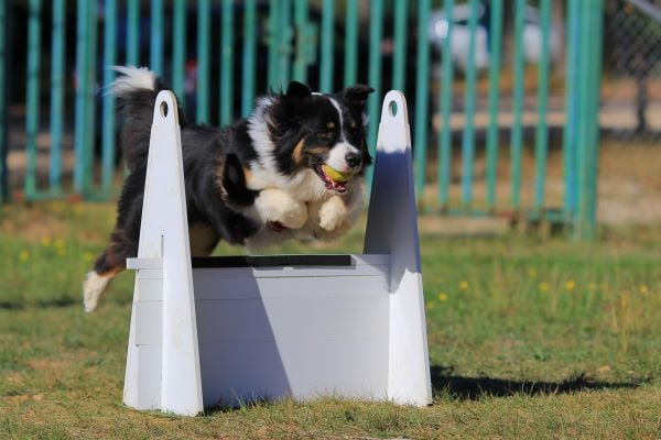 Flyball : chien qui saute un obstacle et rapporte une balle en compétition