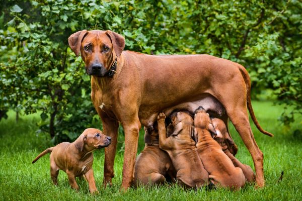 Reproduction du chien : Interview d'une experte en 10 questions