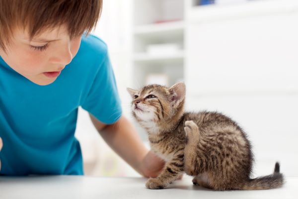 Maladie des griffes du chat : Causes, Symptômes et Traitement