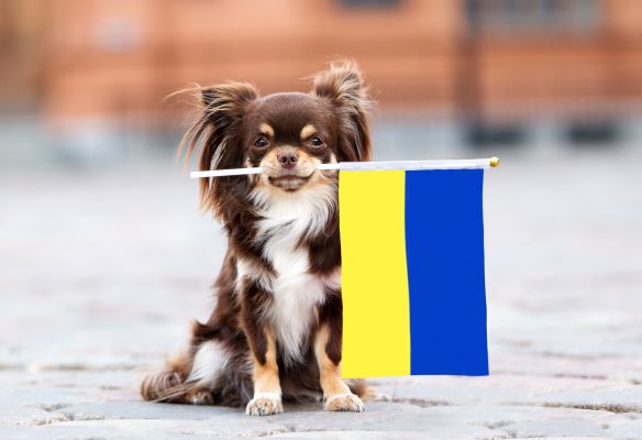 Adoption des animaux en Ukraine : les accueillir ou les aider !
