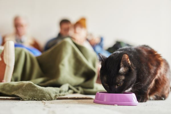 Chat réfugié en Ukraine qui mange dans sa gamelle