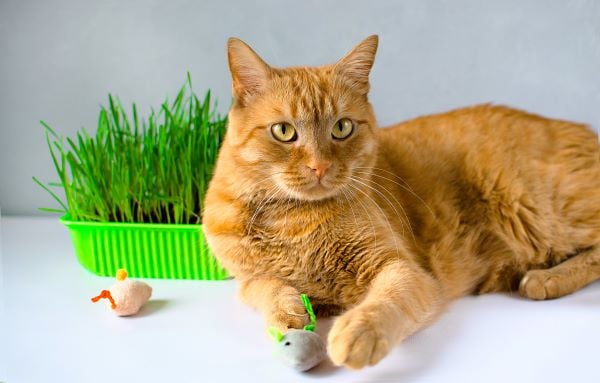 DIY Jouet Herbe à chat : 7 idées pour amuser et purger votre félin