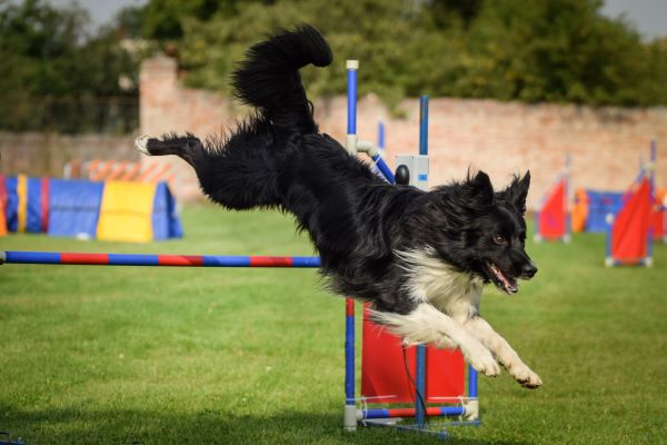 Quelle race de chien pour faire de l’agility ? Border collie qui franchit un saut d'obstacle