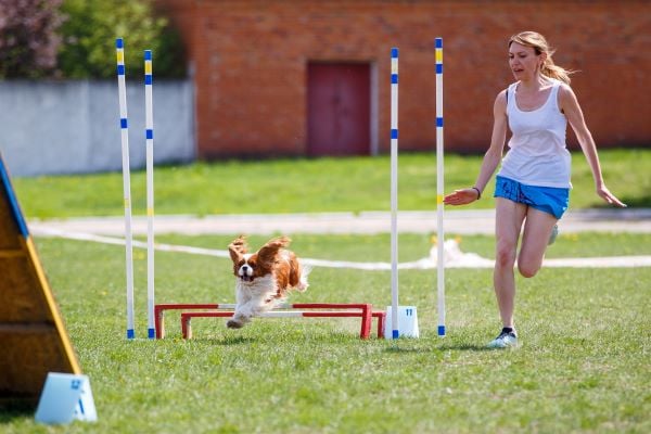 Comment apprendre l’agility à son chien ? Une femme qui court à côté de son petit chien qui saute un obstacle