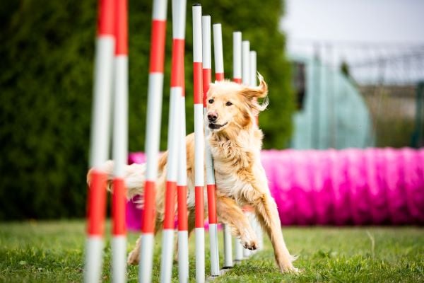 Agility pour Chien : 5 Questions fréquentes sur ce Sport Canin