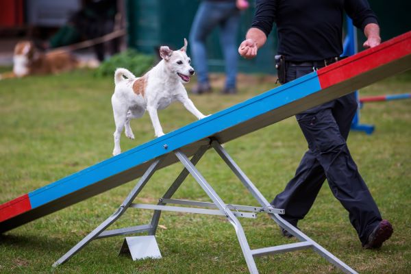 Comment savoir si mon chien aime l'agility ? Terrier sur un pont à bascule, sens de l'équilibre