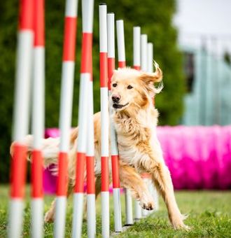 Agility pour Chien : 5 Questions fréquentes sur ce Sport Canin