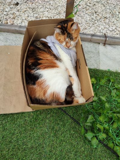 Diabète chat : Clochette dort dans un carton