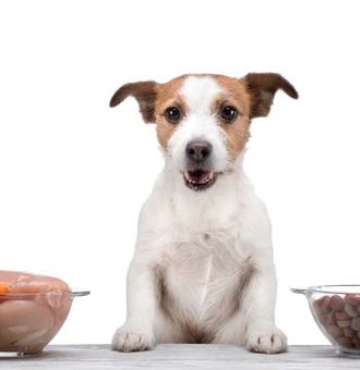 DIY Repas maison pour chien : 5 recettes froides
