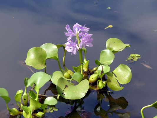 Plantes aquatiques pour petit bassin de jardin : Pontédérie