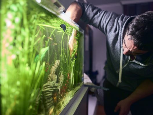 Eau Verte dans l'Aquarium : 7 solutions essentielles pour l'éviter
