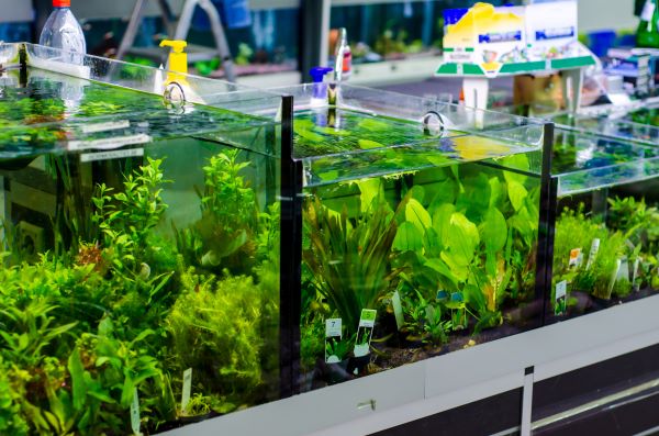 Plantes à croissance rapide pour lutter contre l'eau verte dans l'aquarium