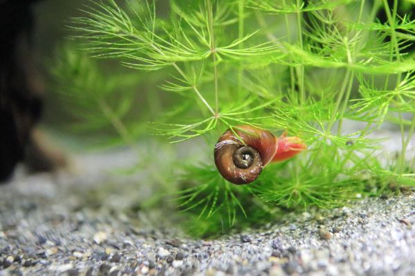 Ajouter un planorbe, escargot aquatique en cas d'eau verte dans l'aquarium