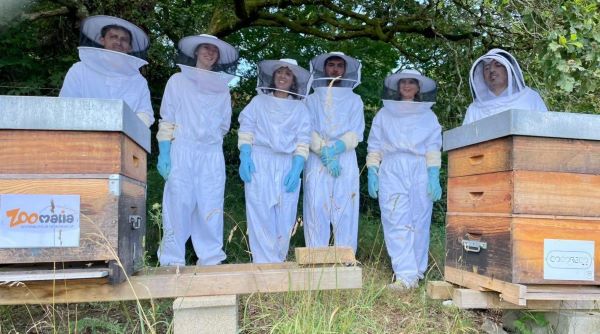 Apithérapie : ruche Zoomalia chez Abeilles et Compagnie en partenariat avec Cocoreco