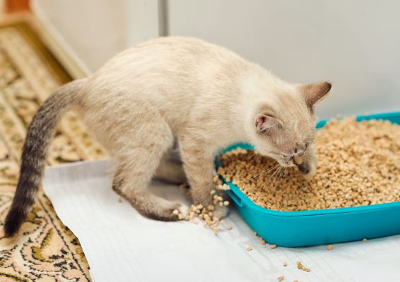 News Zoomalia : litière pour chaton