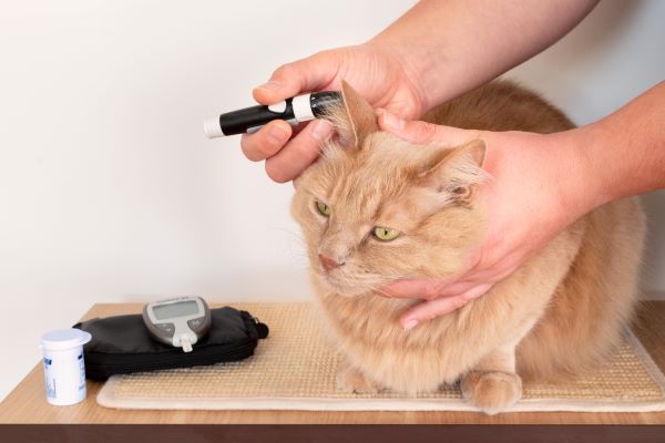 Surveiller et mesurer le diabète du chat à l'aide d'un glucomètre