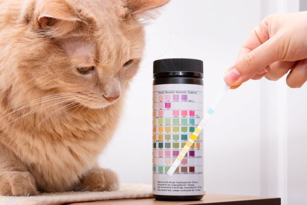 Diagnostic du diabète chez le chat avec un test urinaire