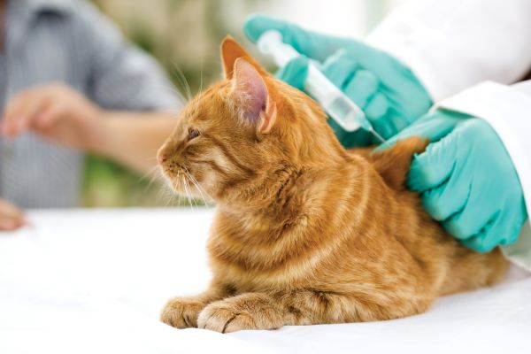 Soigner le diabète chez le chat avec une injection d'insuline