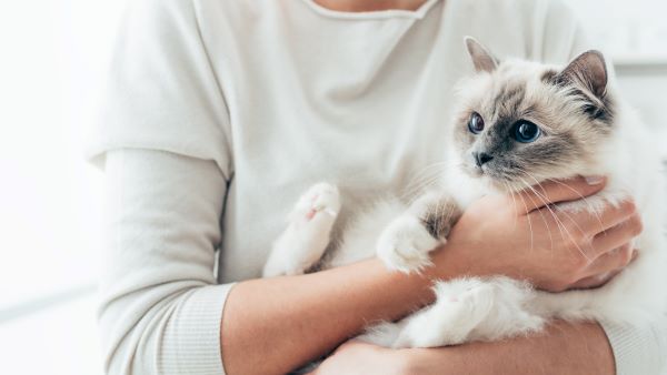 Comment un chat attrape-t-il une tumeur mammaire ?