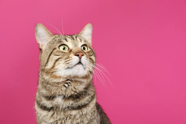Tumeur mammaire chez le Chat : Causes, Symptômes et Traitement