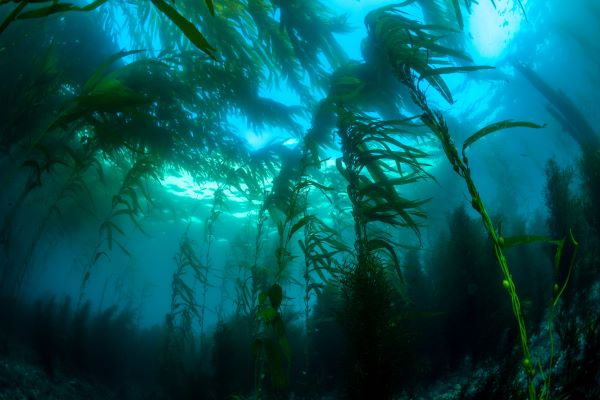 Kelp pour chien et chat : une algue brune marine sous l'océan
