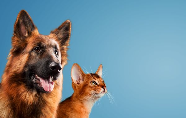 Poudre de moule verte - propriétés anti-inflammatoires chien et chat