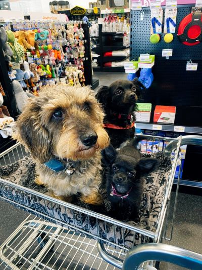 Shopping avec ses chiens à la boutique Zoomalia de Mimizan