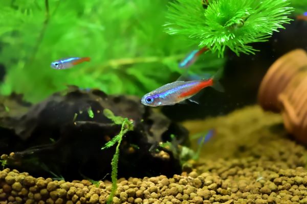 Neon Bleu : Tout Savoir sur ce petit poisson d'eau douce !
