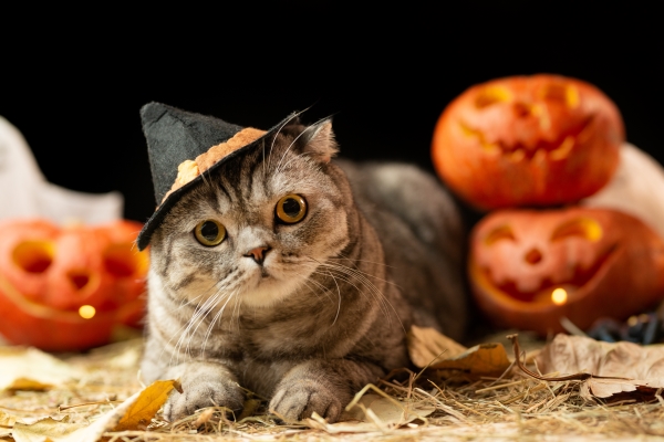 DIY Déguisement pour chat d’Halloween : 6 idées de costumes !