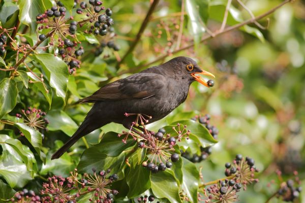 DIY Oiseaux de nos Jardins : 9 Plantes pour bien les nourrir - Blog