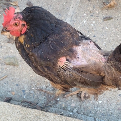 Maladie des poules ou gale : Aretha perd ses plumes