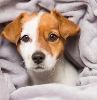 Un chien a-t-il froid ? 7 conseils d’experts pour bien le réchauffer