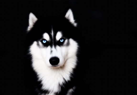Race de chien américain : Husky de Sibérie