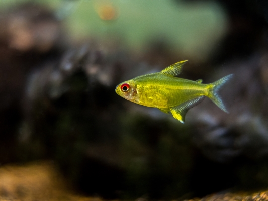 Tetra Citron : Tout Savoir sur ce petit poisson jaune !