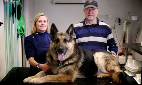 Un chien hospitalisé après avoir avalé six balles de golf