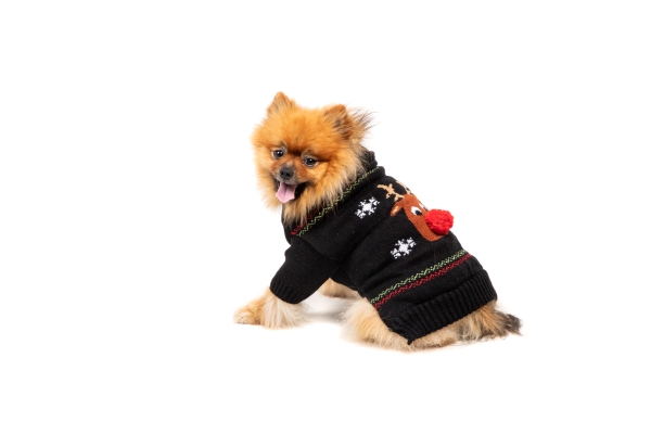 Petit chien avec un pull de Noël Zoomalia
