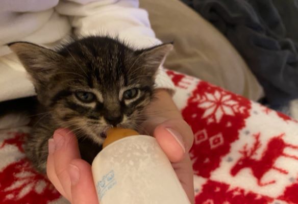 Célia donne le biberon à un petit chaton sauvé