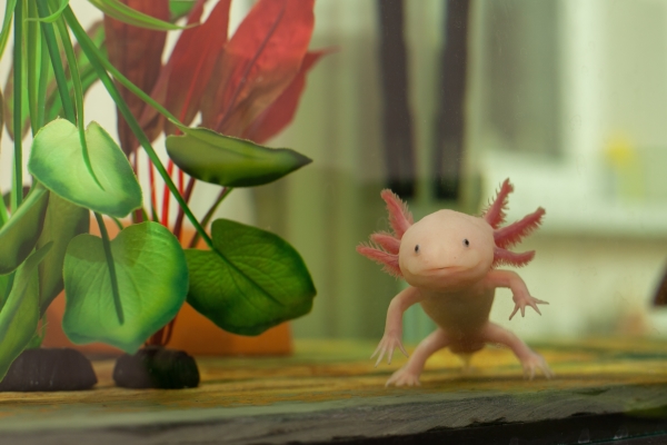 L'Axolotl : Tout Savoir sur cette petite Salamandre d'eau douce !