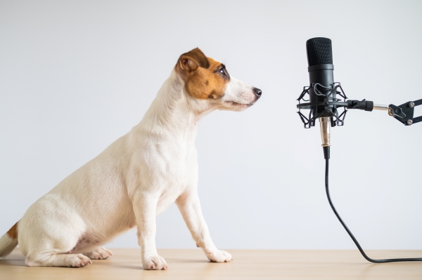 Podcast gratuit sur les chiens