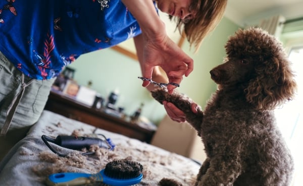 DIY : Savoir tailler les poils aux pattes de mon chien