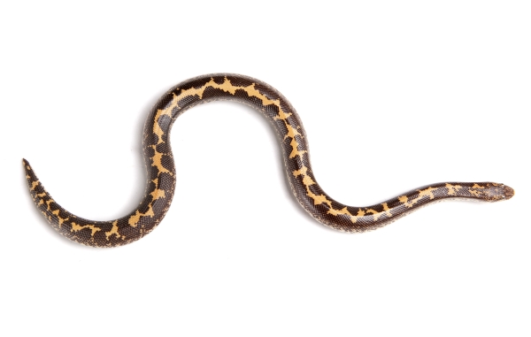 Boa des Sables : Tout Savoir sur ce petit serpent domestique !